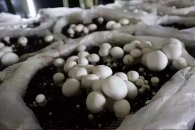 ¿Por qué¡ la Levadura de Cerveza es un Superalimento? Propiedades y Beneficios