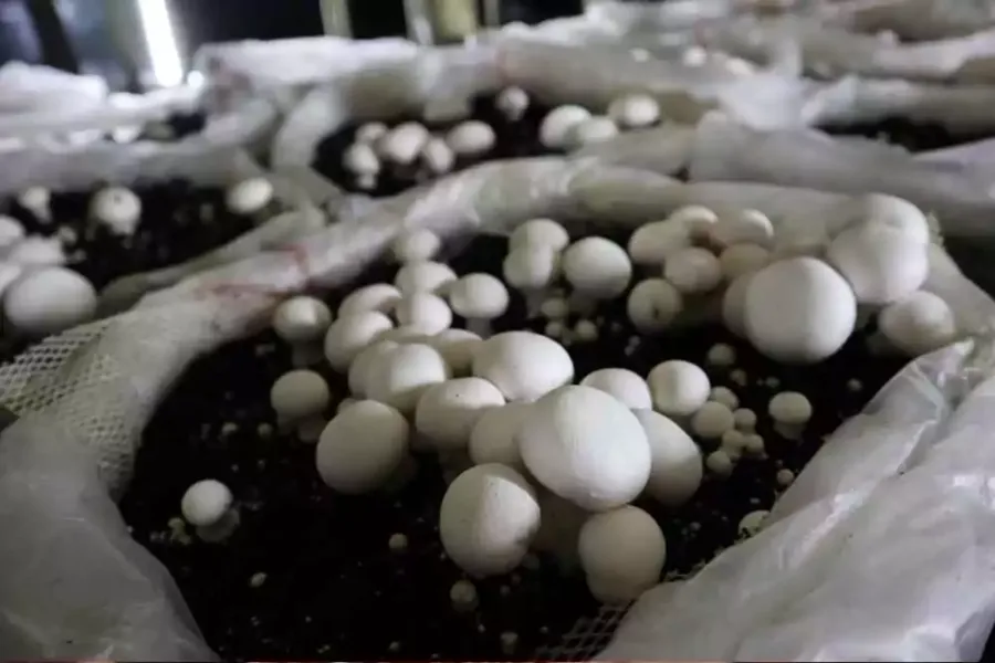 Análisis completo del champiñón común (Agaricus bisporus): perfil nutricional detallado, vitamina D (UV-tratamiento), beneficios respaldados por estudios, comparación con hongos medicinales exóticos, y por qué es el mejor punto de entrada al mundo de los hongos funcionales.