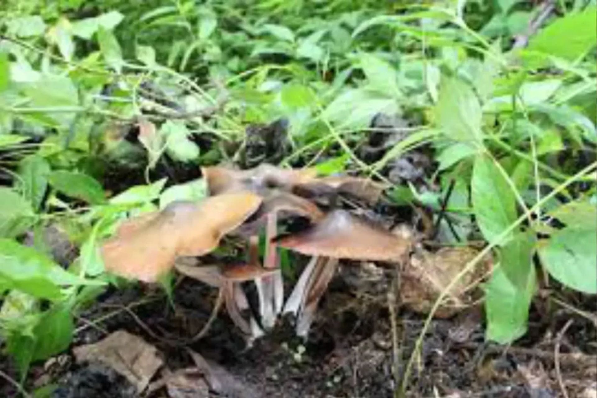 Ficomicetos: Características, ecología y biodiversidad | Guía completa