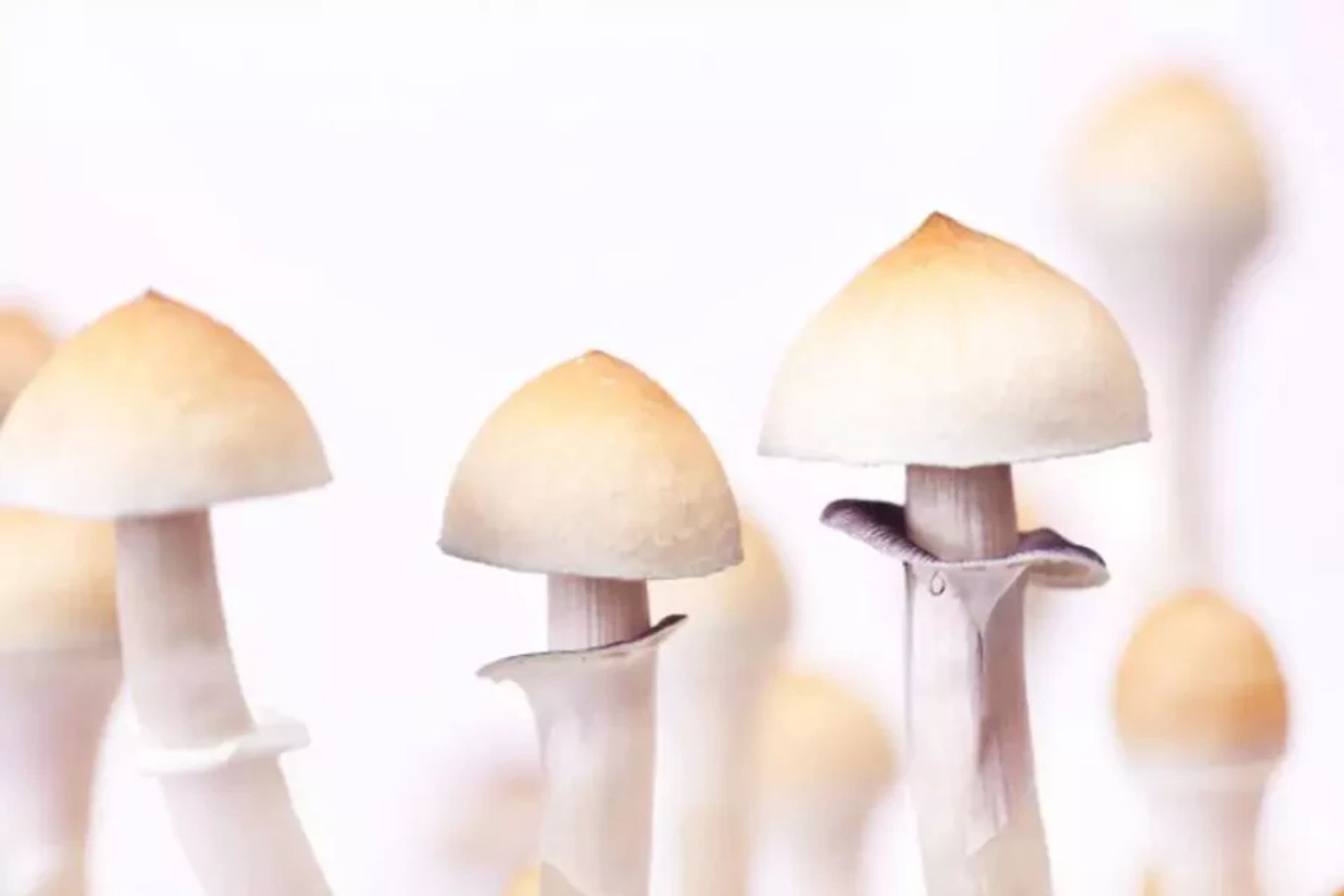 Cultivo de Psilocybe: La Guía Técnica de Sustratos Coprófilos