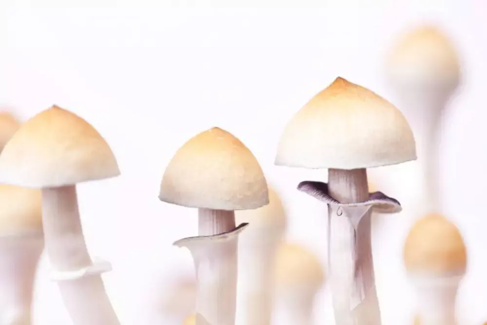 Ejemplar de Psilocybe cubensis, una de las especies que genera debate legal en Colombia Psilocybe Cubensis en su hábitat natural