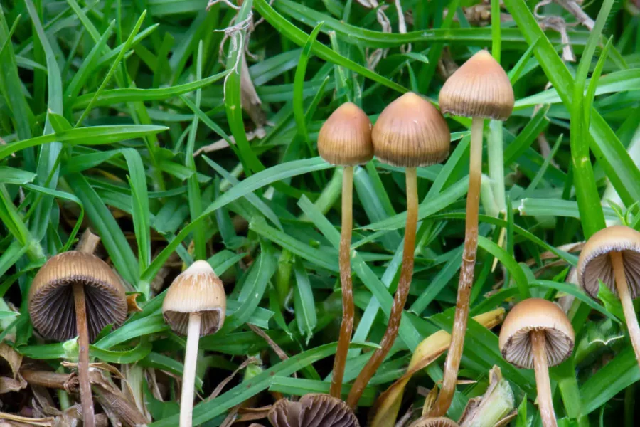 Los hongos fitopatógenos amenazan la agricultura mundial. Conoce los principales tipos, las enfermedades que causan y las estrategias innovadoras para combatirlos.