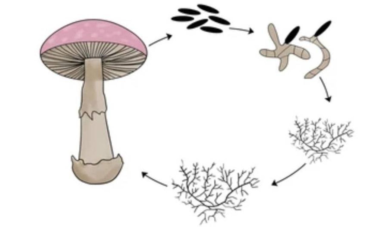 Características de los Basidiomicetos