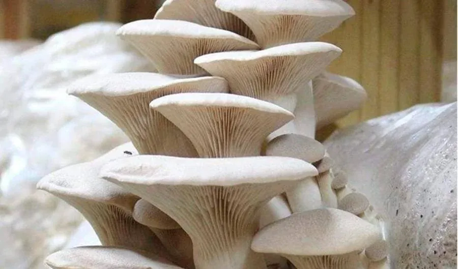 Setas Eryngii: Un ejemplo delicioso de hongos macroscópicos