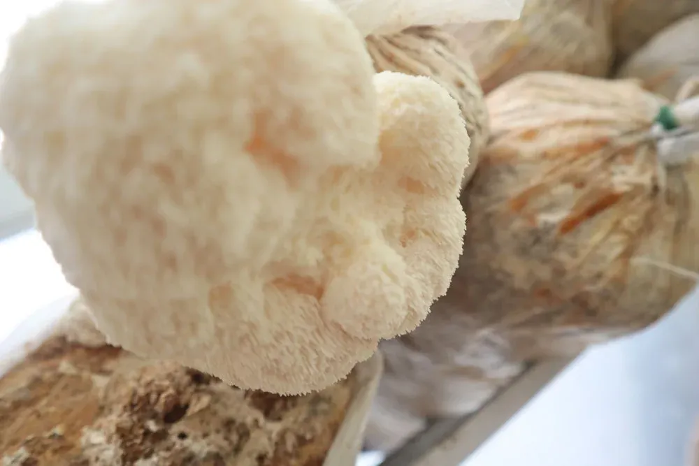 Cultivo de Melena de León fructificando