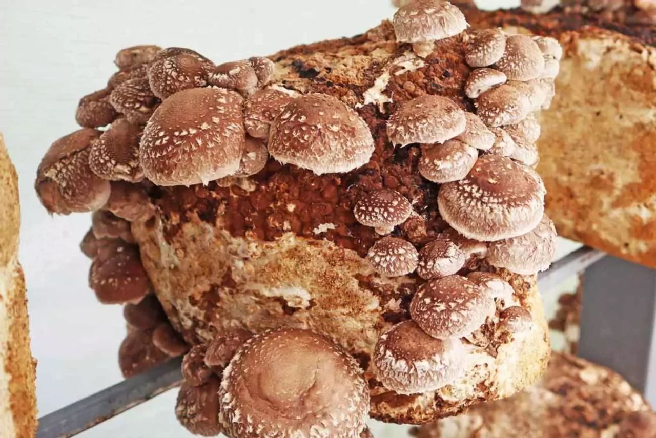Propiedades del Shiitake: Guía Científica Completa 2024