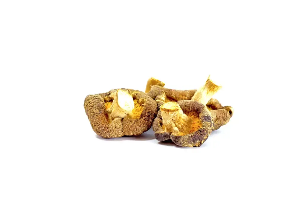 Shiitake seco con alto contenido nutricional