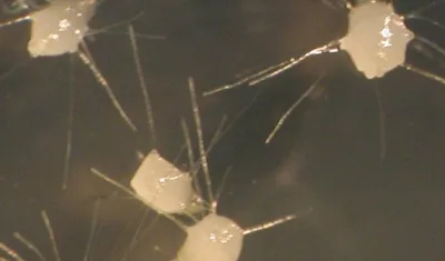 Glomeromycota y Micorrizas: La Simbiosis Secreta del Suelo