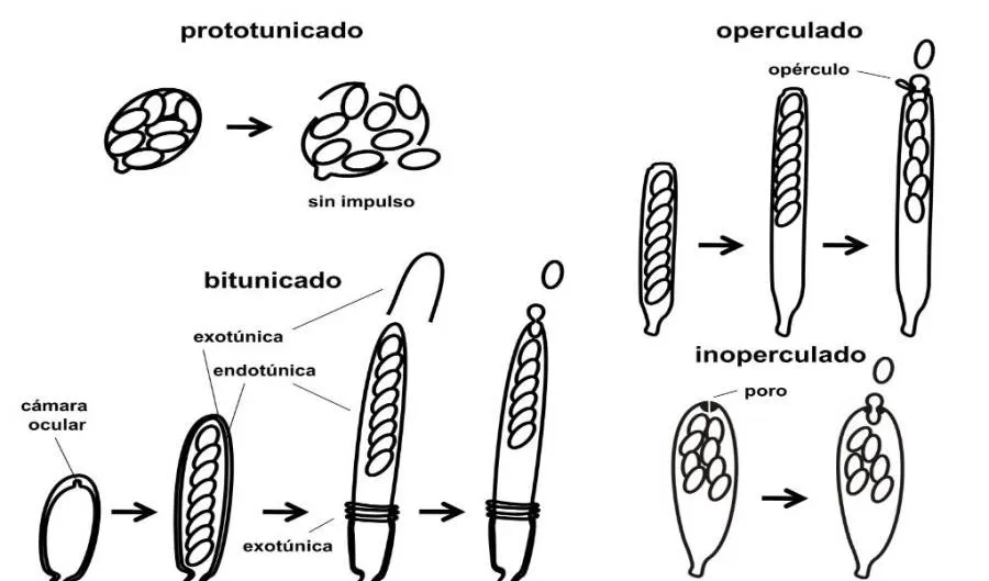 Tipos De Ascomycota