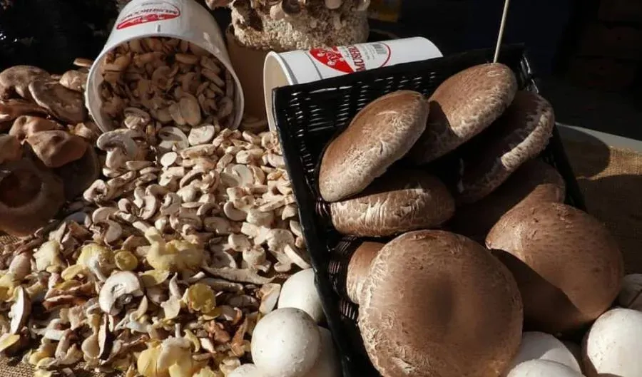 Tipos de Champiñones