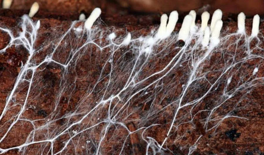 Las hifas no son todas iguales. Aprende qué significa que sean septadas o cenocíticas y cómo se distinguen las hifas vegetativas, reproductivas, estoloníferas y rizoides.