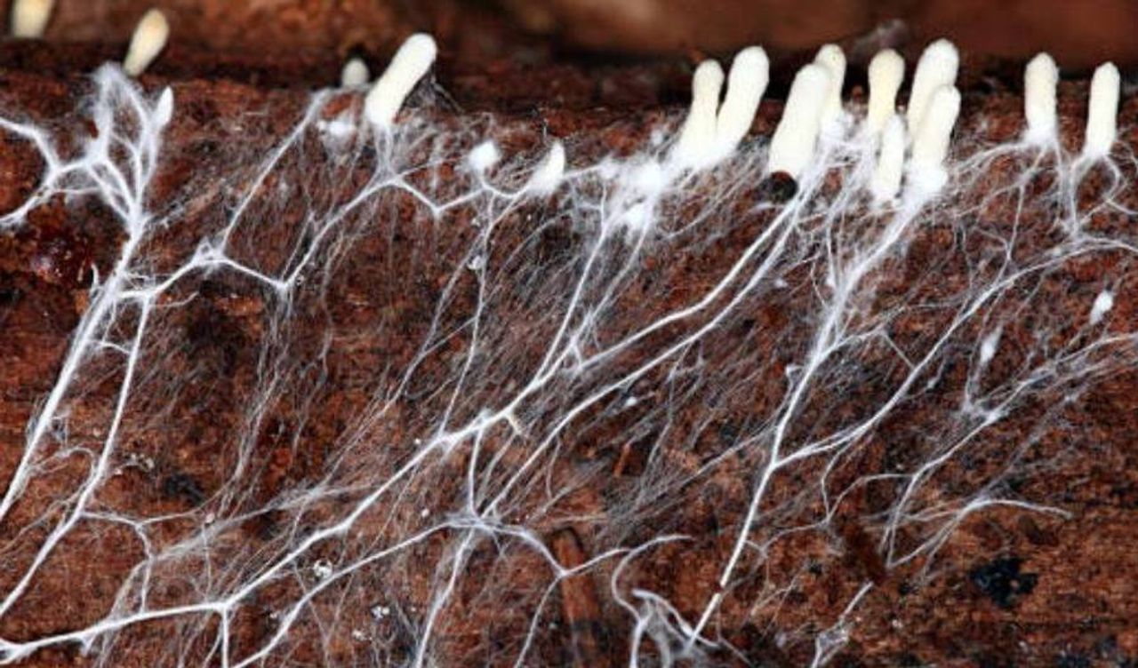 Tipos de hifas: septadas, cenocíticas, vegetativas y reproductivas