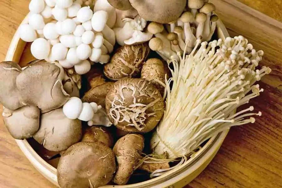 Descubre el mundo de los hongos comestibles, desde los comunes champiñones hasta las exóticas morchellas. Aprende a identificarlos, cocinarlos y disfrutar de sus beneficios.