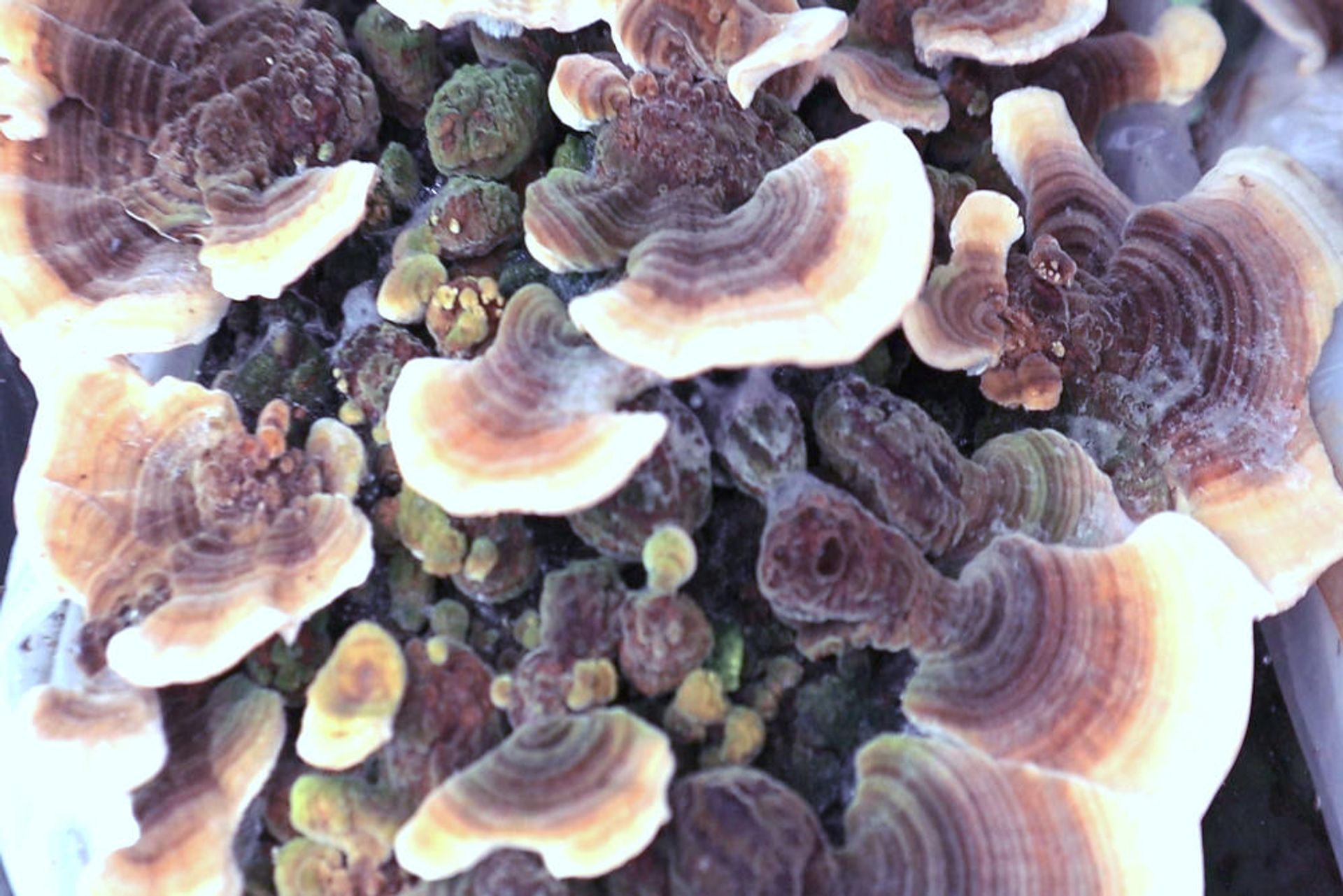 Turkey Tail (Trametes versicolor): PSK, PSP y la Evidencia en Cáncer