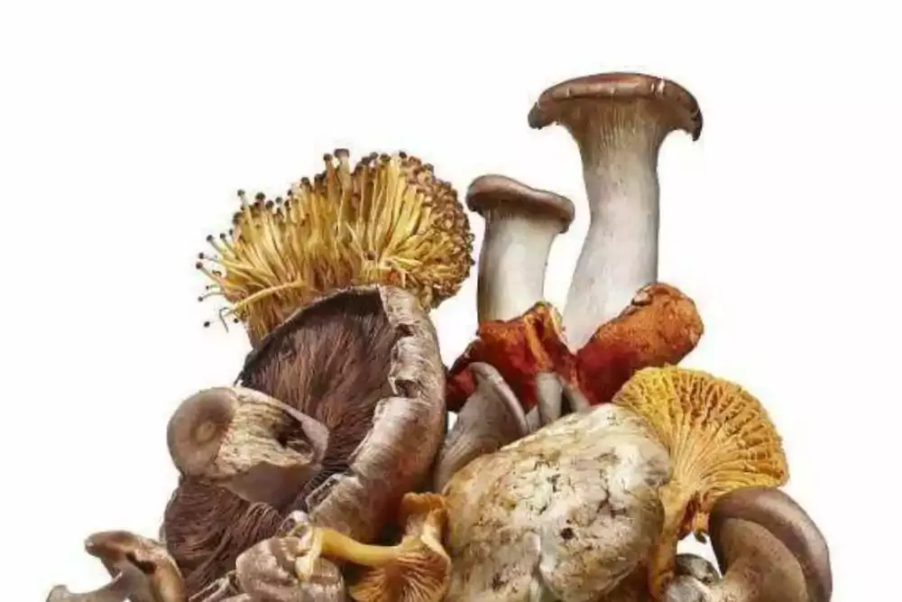 Variedades De Hongos