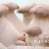 Pleurotus Eryngii / Cepa de eryngii