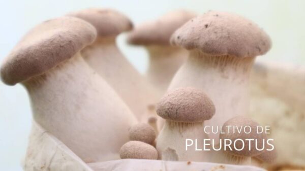 Pleurotus Eryngii / Cepa de eryngii