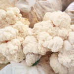 Melena de leon / Cepa de Hericium Variedad altas temperaturas — vista 1