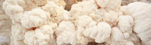 Melena De Leon Sistema Nervioso