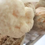 Melena de leon / Cepa de Hericium Variedad altas temperaturas — vista 2