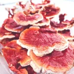 Cepa de Ganoderma Lucidum / Cepa — vista 1