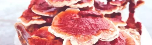 Cepa de Ganoderma Lucidum / Cepa