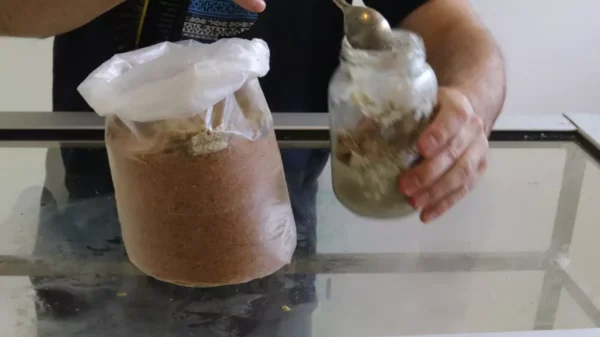 como-cultivar-orellanas-en-casa-25