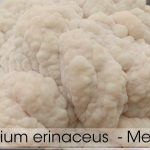 Melena de leon / Cepa de Hericium Variedad altas temperaturas — vista 3