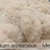Melena de leon / Cepa de Hericium Variedad altas temperaturas