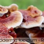 Cepa de Ganoderma Lucidum / Cepa — vista 2