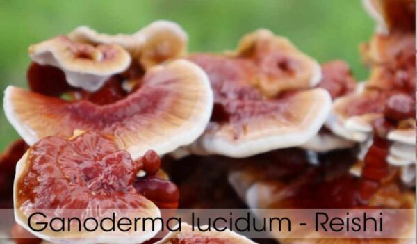 reishi-1 Cepa de Ganoderma Lucidum / Cepa