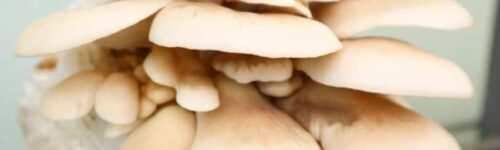 Pleurotus ostreatus Azul ( Clima Frio ) Cepa