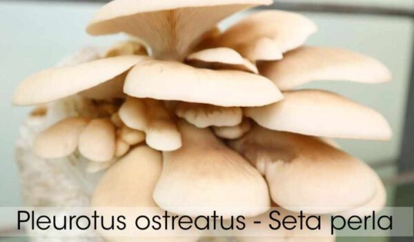 Pleurotus ostreatus Azul ( Clima Frio ) Cepa