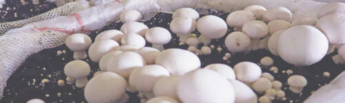 Champiñon Blanco (Agaricus bisporus) / Cepa