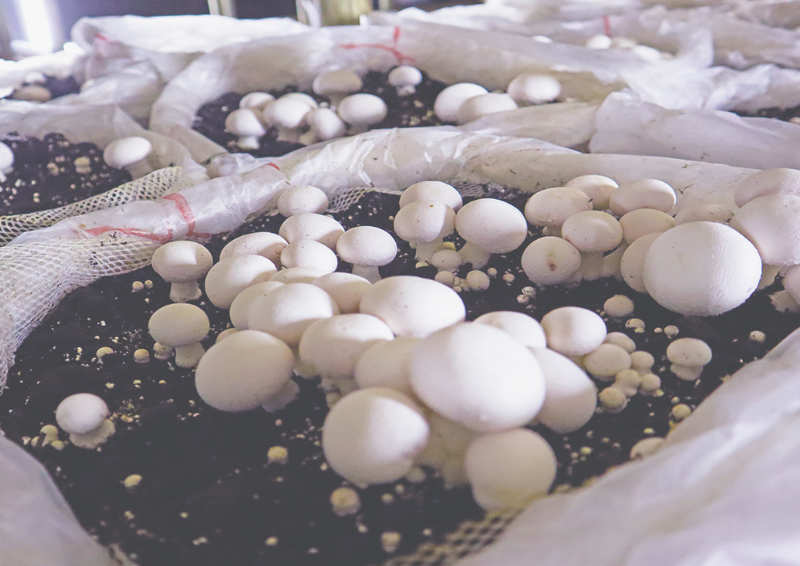 Champiñon Blanco (Agaricus bisporus) Champiñon Blanco (Agaricus bisporus) / Cepa