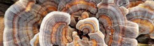 Cola de pavo (Trametes versicolor) cepa