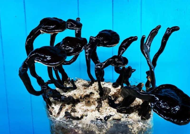 Ganoderma sinense Ganoderma sinense