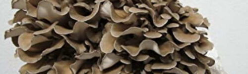 Maitake (Grifola frondosa) / Cepa