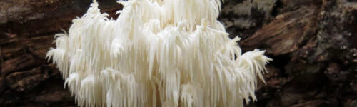 Hericium Coralloides Diente Coral (Hericium Coralloides)