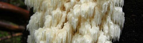 Hericium abietis - Coral