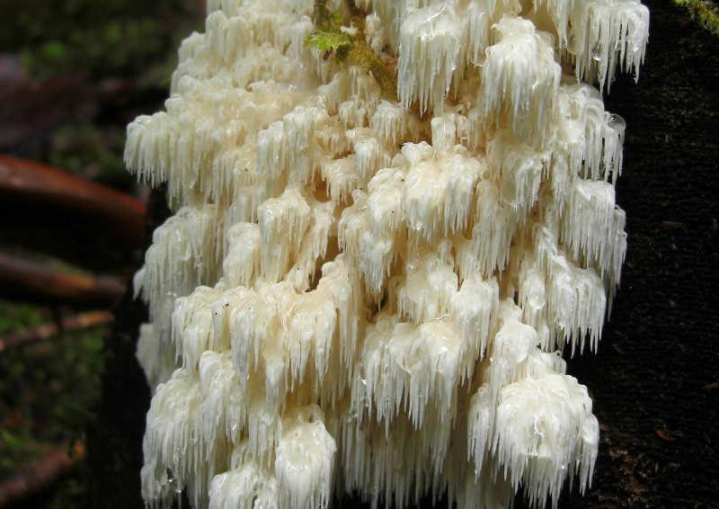 Hericium abietis - Coral