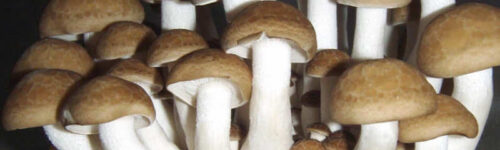 Shimeji (Hypsizygus tessulatus)(Marrón) /Cepa