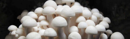 Shimeji (Hypsizygus tessulatus)(Blanco) /cepa