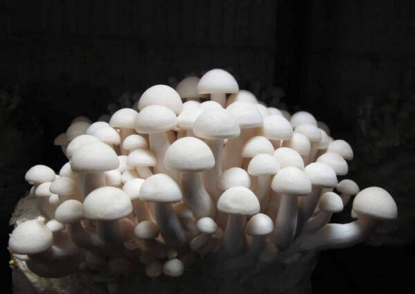 Shimeji (Hypsizygus tessulatus)(Blanco) /cepa