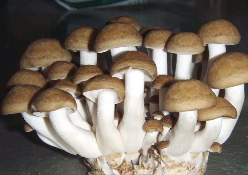 Hypsizygus tessulatus Shimeji (Hypsizygus tessulatus)(Marrón) /Cepa