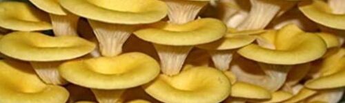 Semilla Orellana amarilla (Pleurotus citrinopileatus)