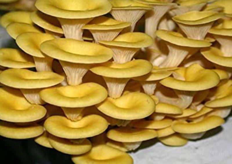 Semilla Orellana amarilla (Pleurotus citrinopileatus)