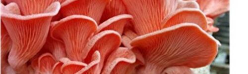 Orellana rosada (Pleurotus djamor)