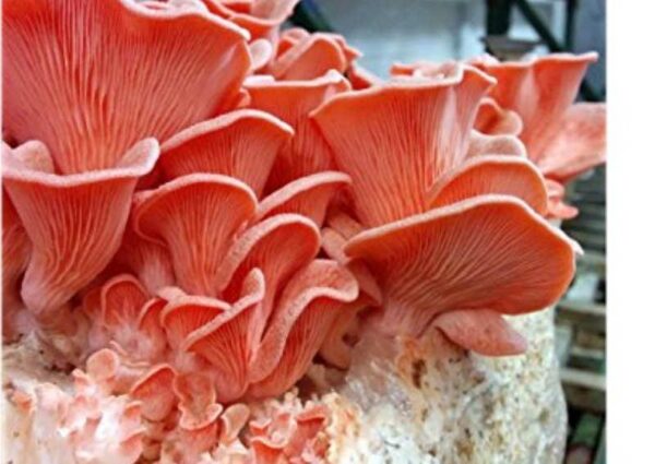 Orellana rosada (Pleurotus djamor)