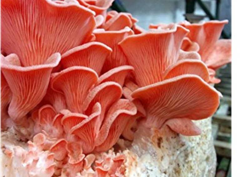 Orellana rosada (Pleurotus djamor)